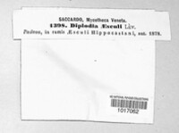 Diplodia aesculi image